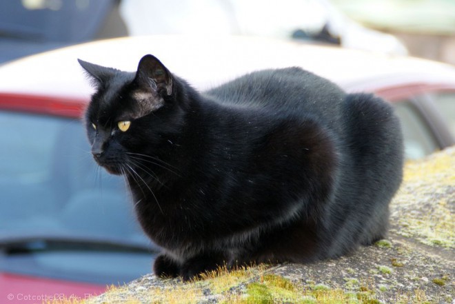 Photo de Chat domestique