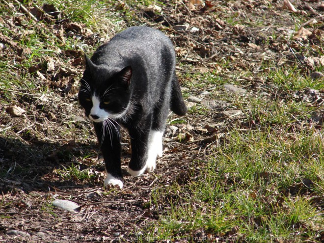 Photo de Chat domestique