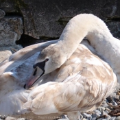 Photo de Cygne