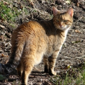 Photo de Chat domestique