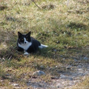 Photo de Chat domestique