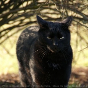 Photo de Chat domestique