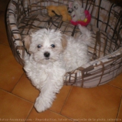 Photo de Bichon maltais