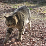 Photo de Chat domestique