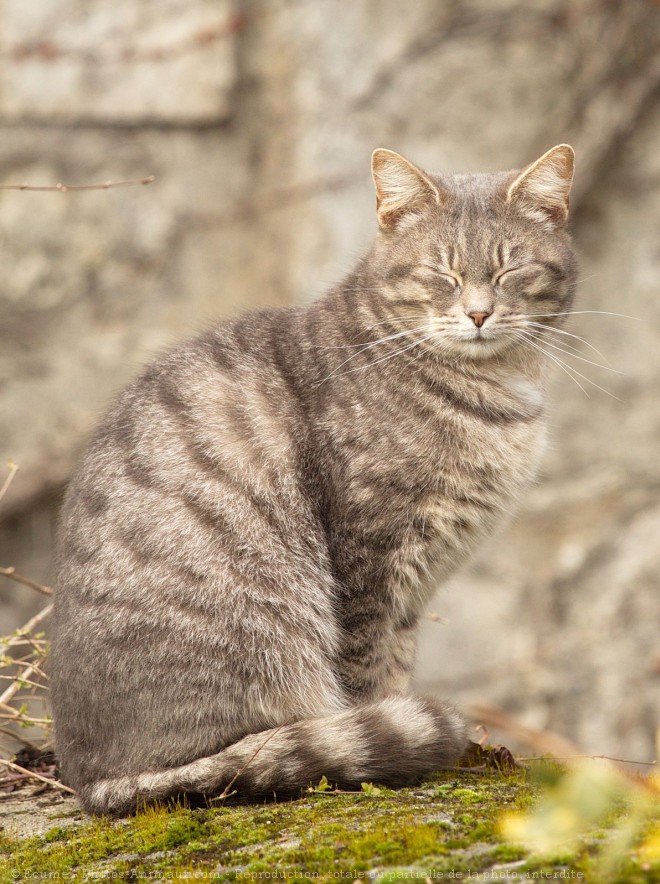 Photo de Chat domestique