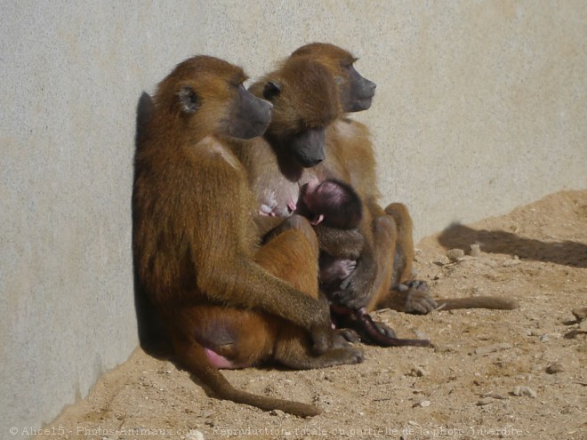 Photo de Singe - baboin