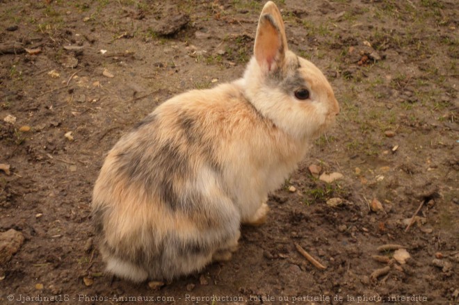 Photo de Lapin