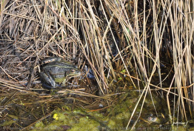 Photo de Grenouille