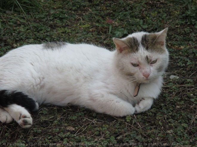 Photo de Chat domestique