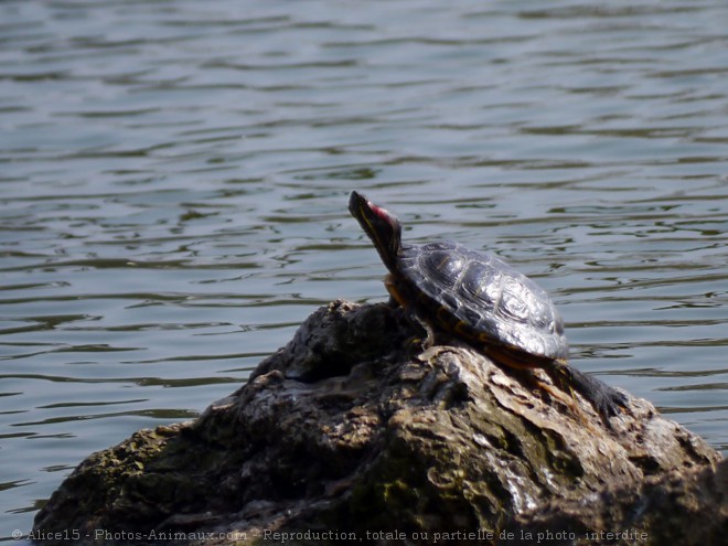 Photo de Tortue