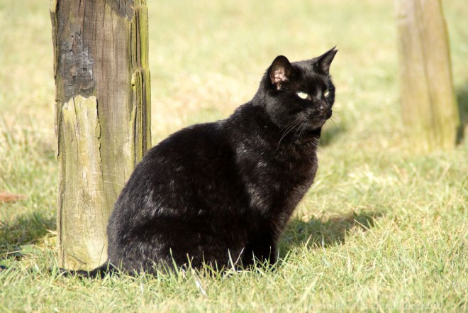 Photo de Chat domestique