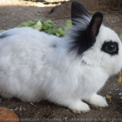 Photo de Lapin