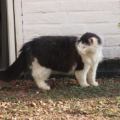 Photo de Chat domestique