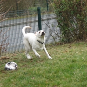 Photo de Labrador retriever