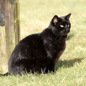 Photo de Chat domestique