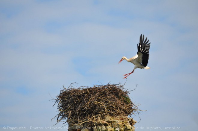 Photo de Cigogne