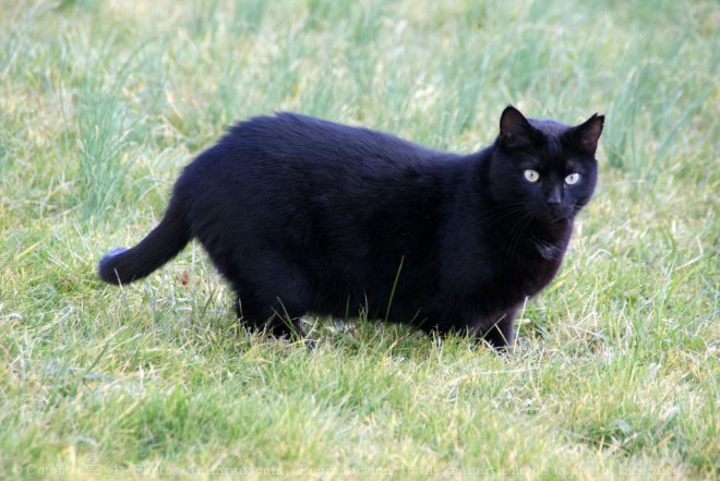 Photo de Chat domestique