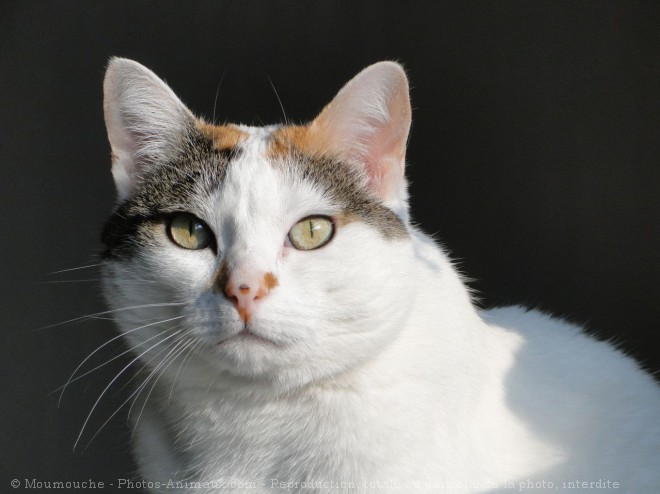 Photo de Chat domestique