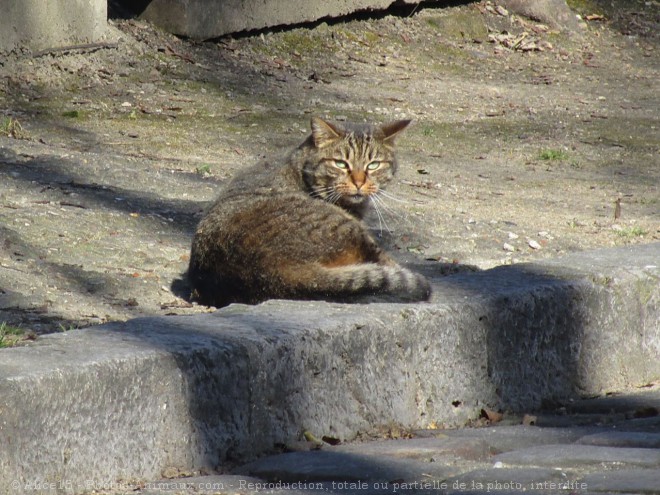 Photo de Chat domestique