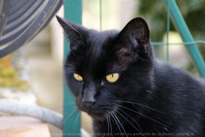 Photo de Chat domestique