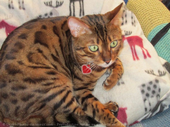 Photo de Bengal