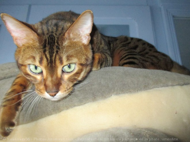 Photo de Bengal