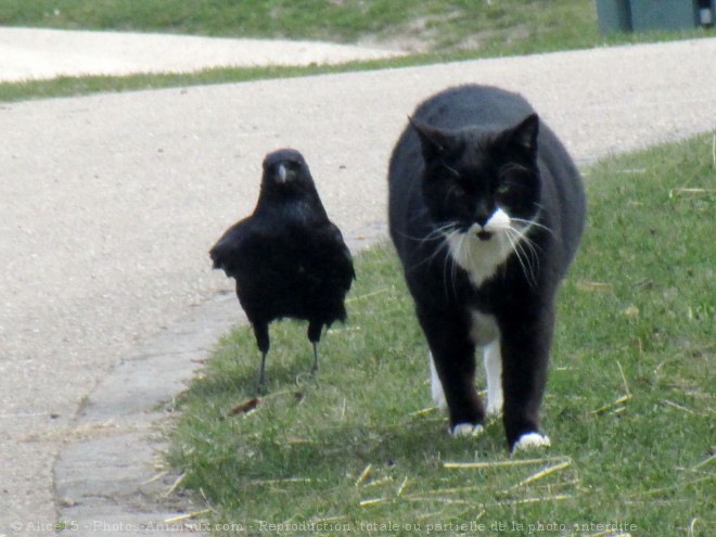 Photo de Chat domestique