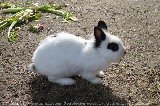 Photo de Lapin