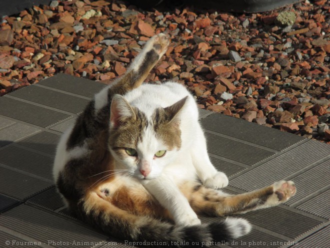 Photo de Chat domestique