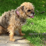 Photo de Border terrier