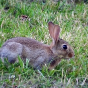 Photo de Lapin