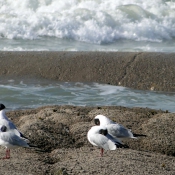 Photo de Mouette