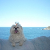 Photo de Lhassa apso