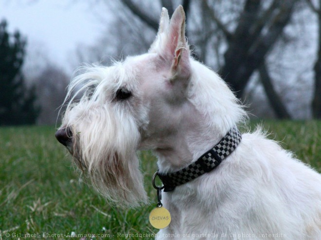 Photo de Scottish terrier