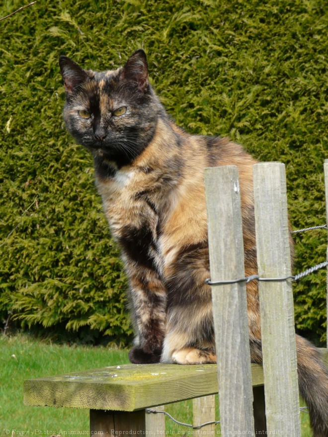 Photo de Chat domestique