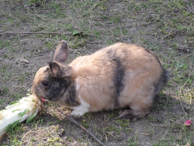 Photo de Lapin