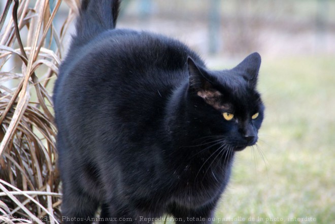 Photo de Chat domestique