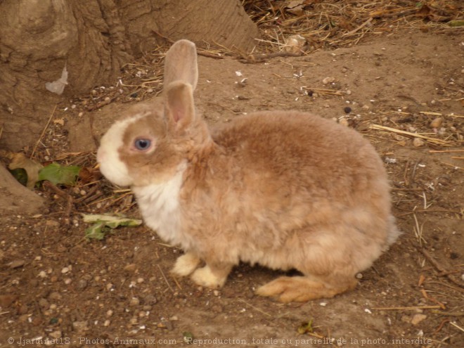 Photo de Lapin