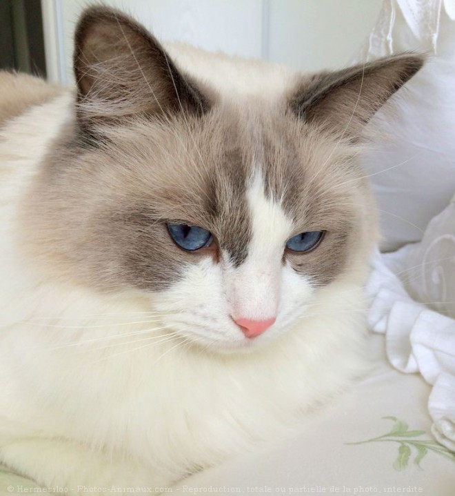 Photo de Ragdoll