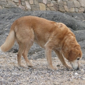 Photo de Golden retriever