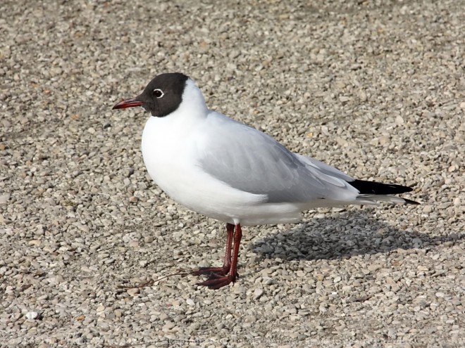 Photo de Mouette