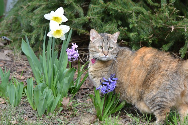 Photo de Chat domestique