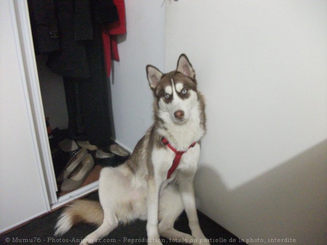 Photo de Husky siberien