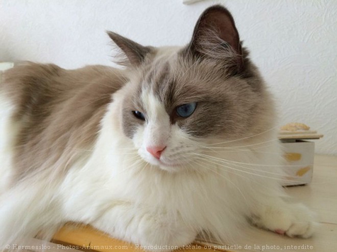 Photo de Ragdoll