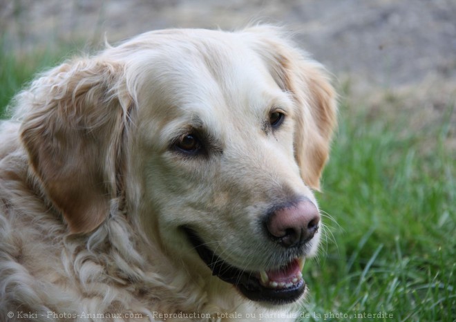 Photo de Golden retriever