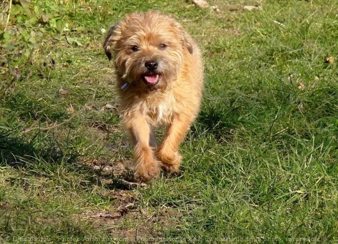 Photo de Border terrier