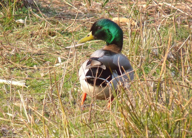 Photo de Canard colvert