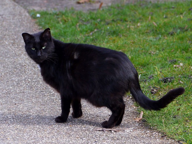 Photo de Chat domestique