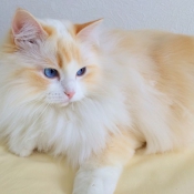 Photo de Ragdoll