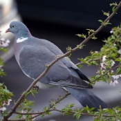 Photo de Pigeon - ramier